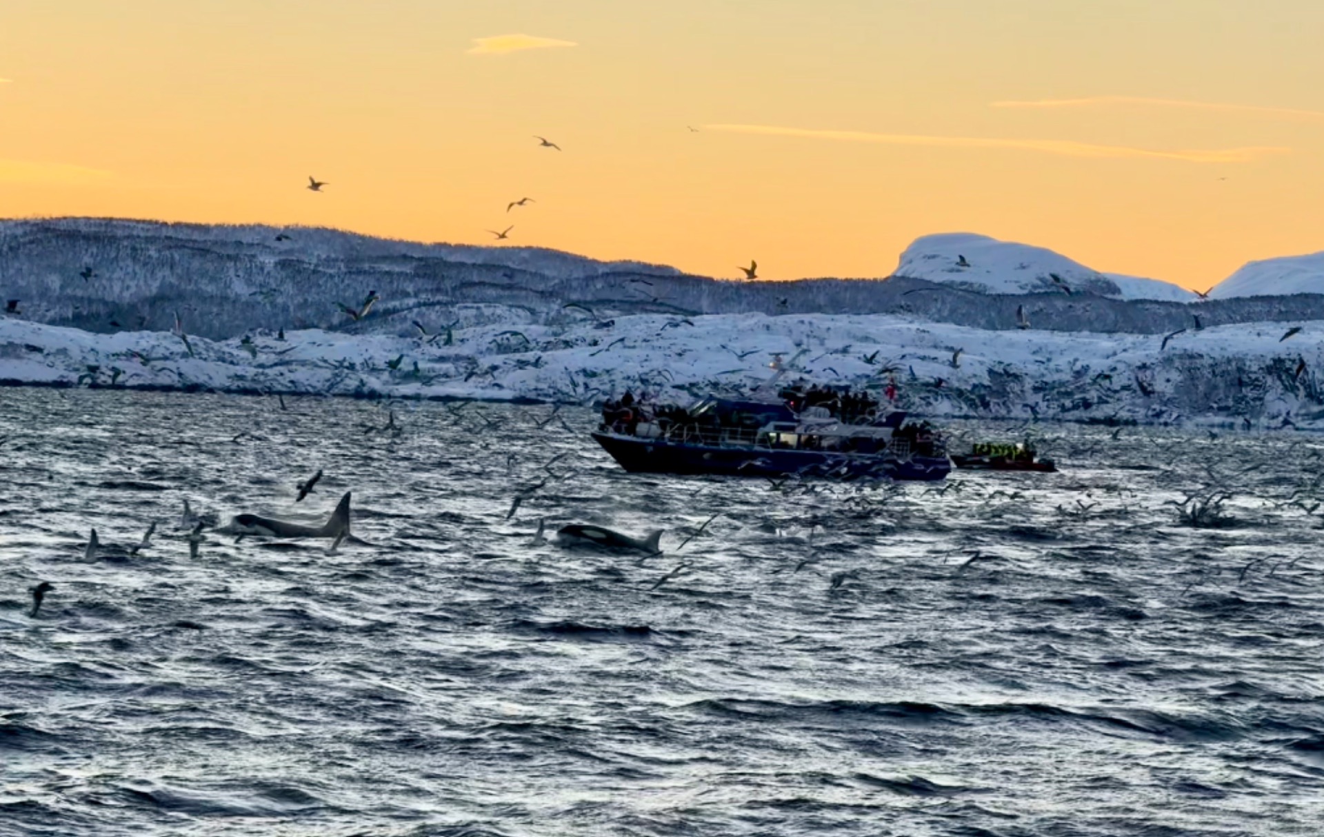 Avistamiento de ballenas y orcas en los fiordos de Tromsø durante el invierno