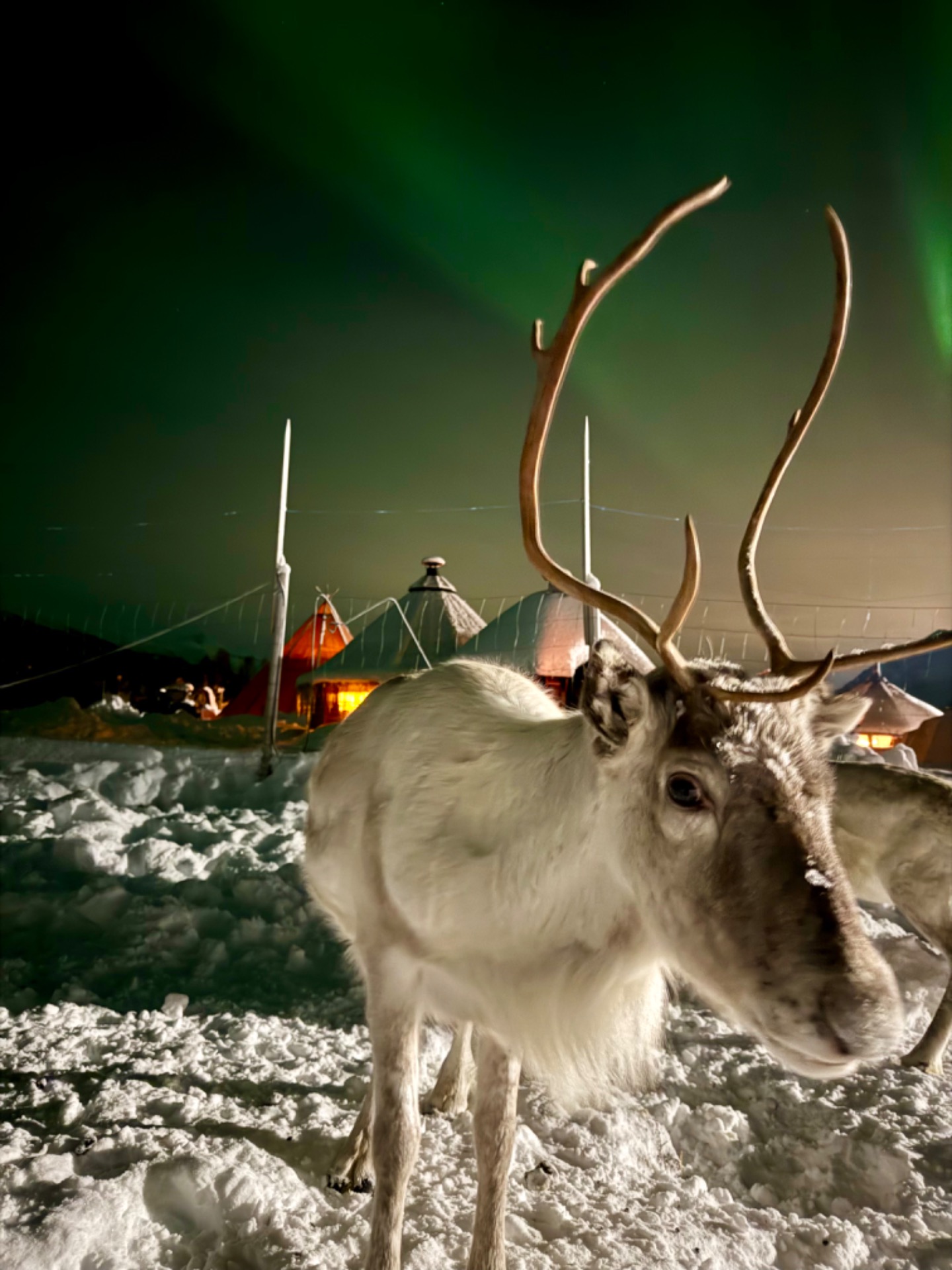 Reno en un campamento sami en el norte de Noruega, parte esencial de su cultura.