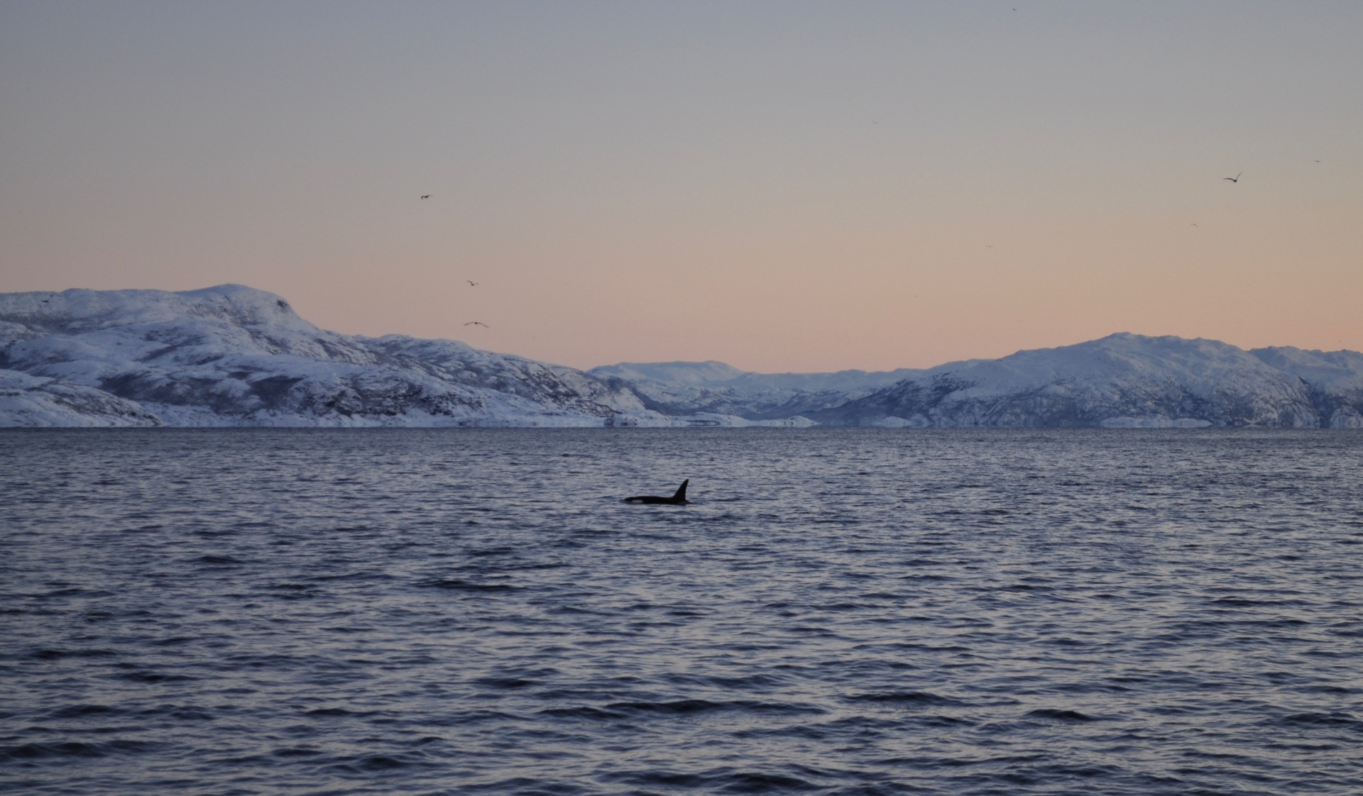 Orca en los fiordos noruegos durante el invierno, uno de los animales más libres del norte.