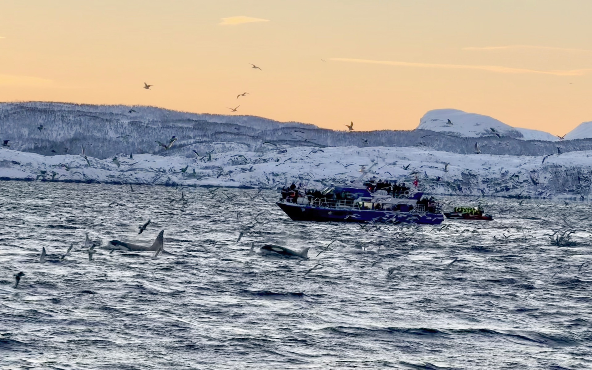 Avistamiento de orcas en Noruega: turismo en la naturaleza salvaje del norte de Europa.