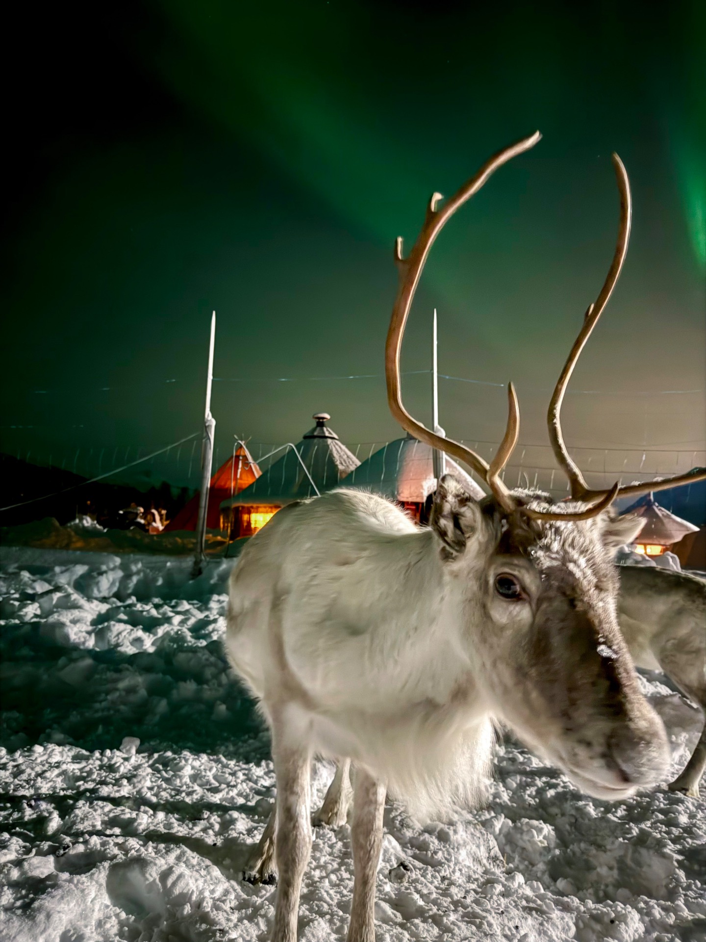 Reno en el norte de Noruega, parte esencial de la cultura Sami y de los animales del norte de Europa.