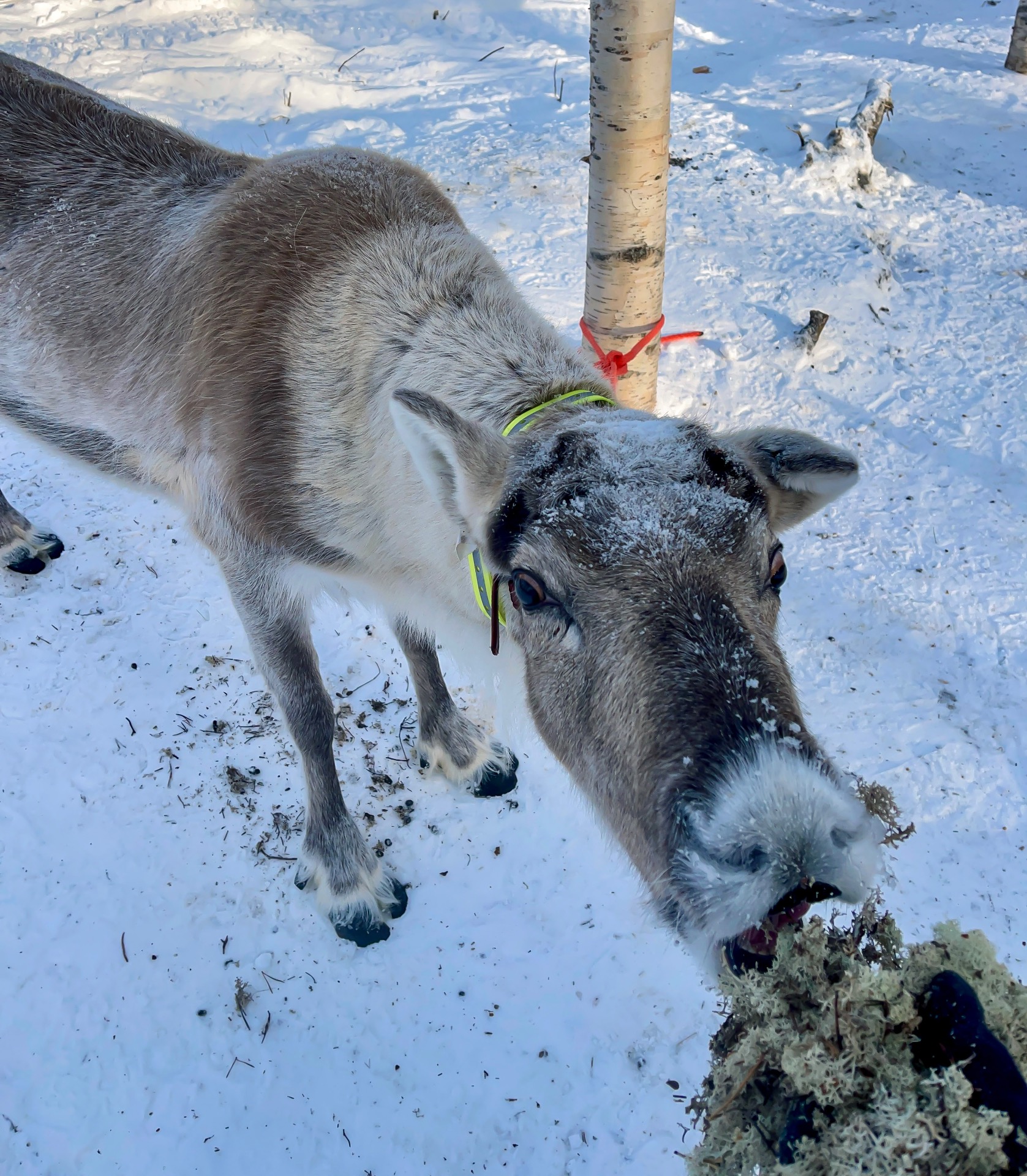 Reno en contacto con humanos en el Ártico: una frontera difusa entre libertad y control.
