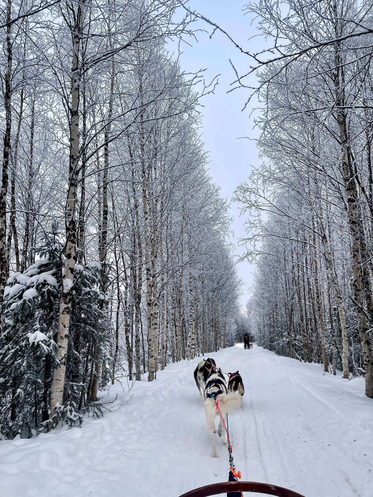 Trineo con huskies atravesando un bosque nevado en el norte de Europa.