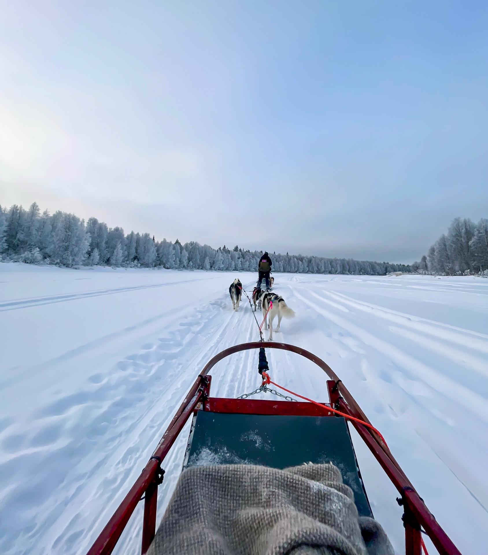 Viaje en trineo de perros, una experiencia típica del invierno ártico.