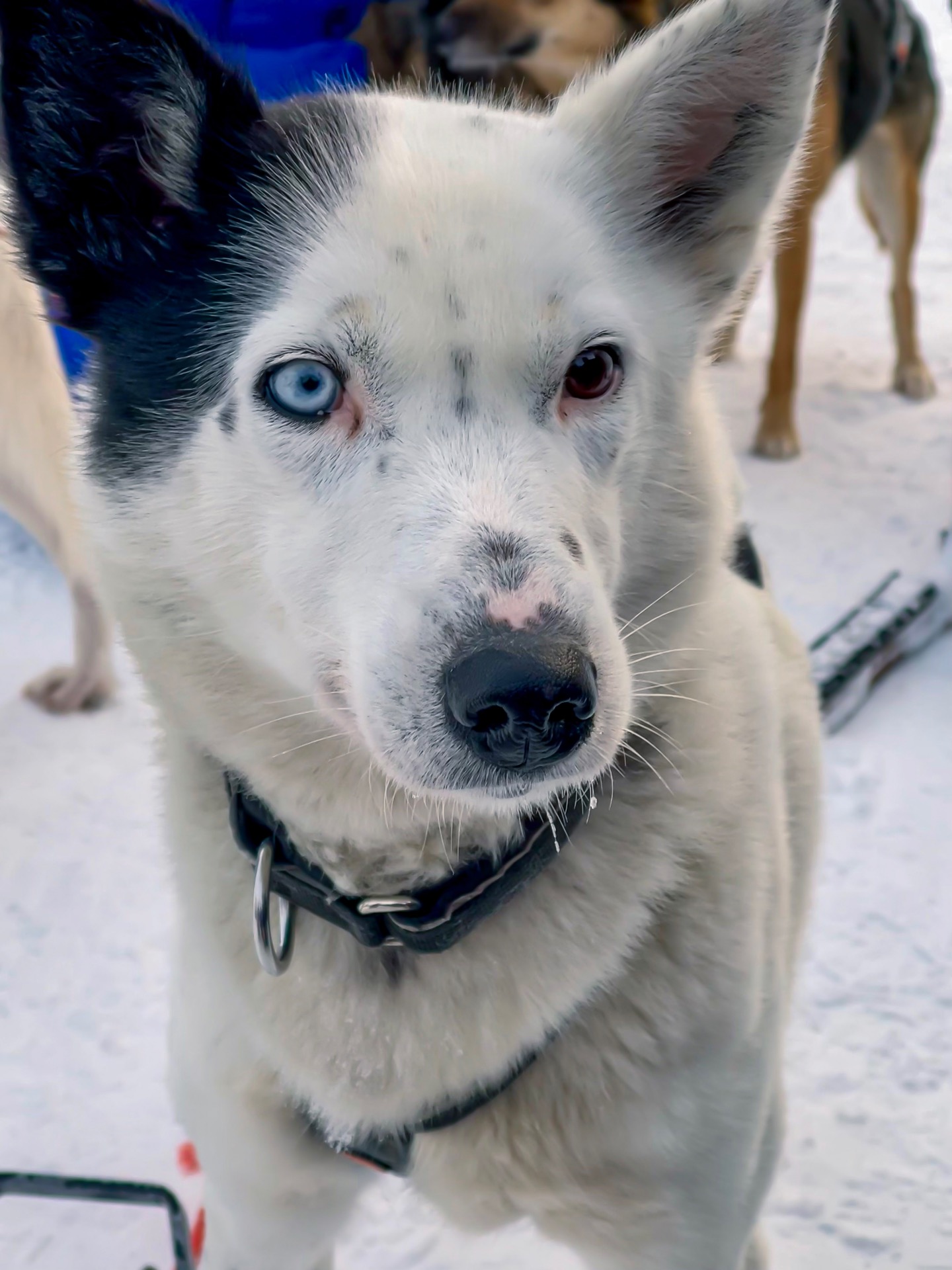 Perro husky, símbolo de energía y conexión con el ser humano.